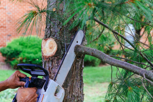 How Our Tree Care Process Works  in  Montague, MI